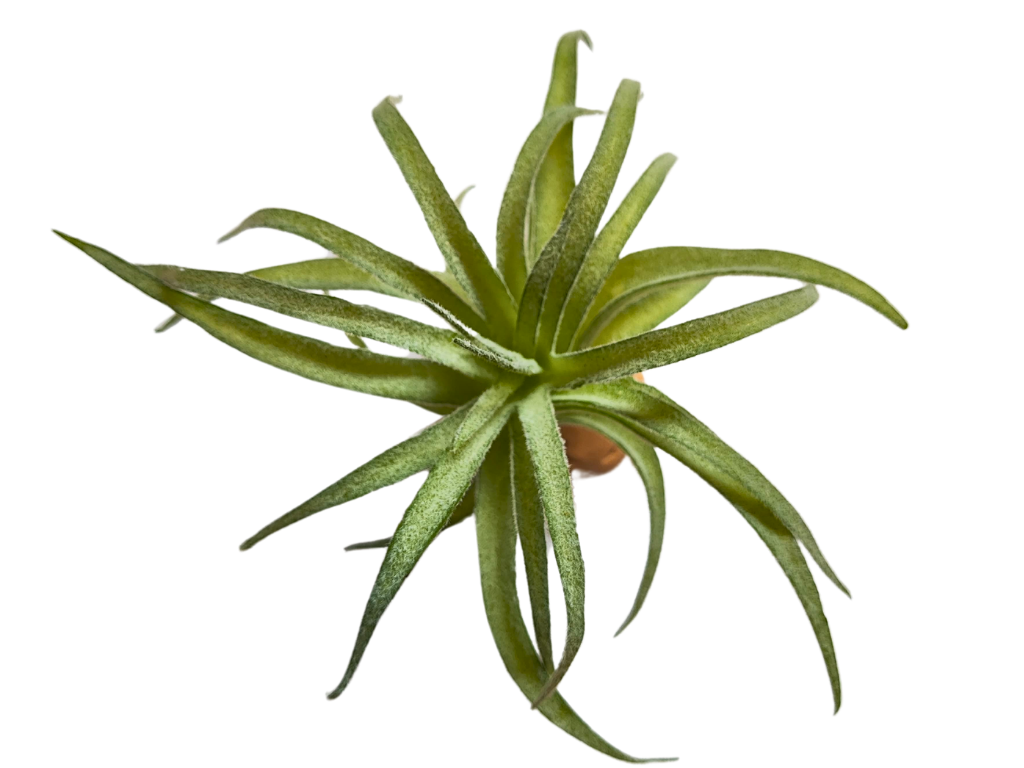 Tillandsia, planta para decoração de terrário.