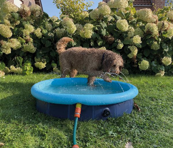 Nobby Hundepool Splash Pool 2 in 1