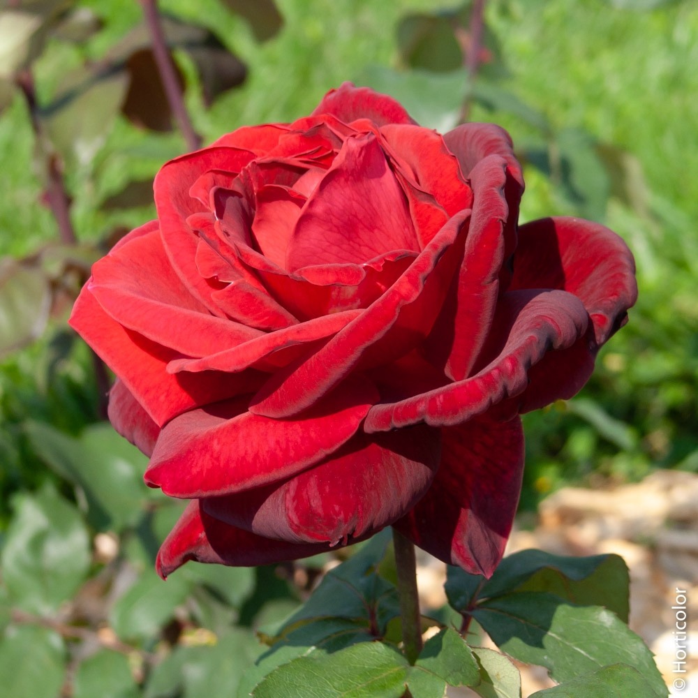 Rosier mister lincoln sans motte