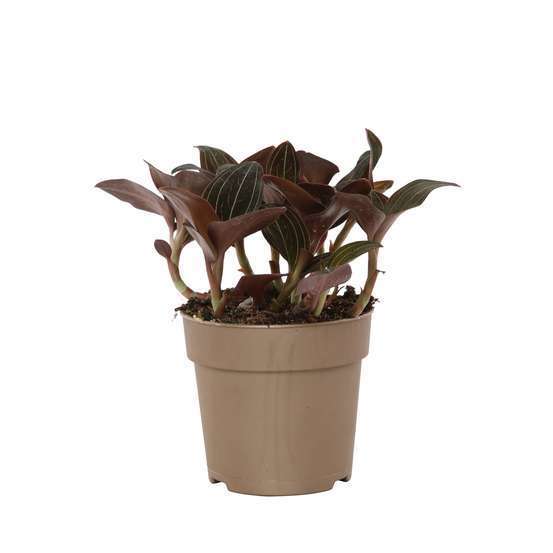 Orchidée Ludisia - pot D.12 cm