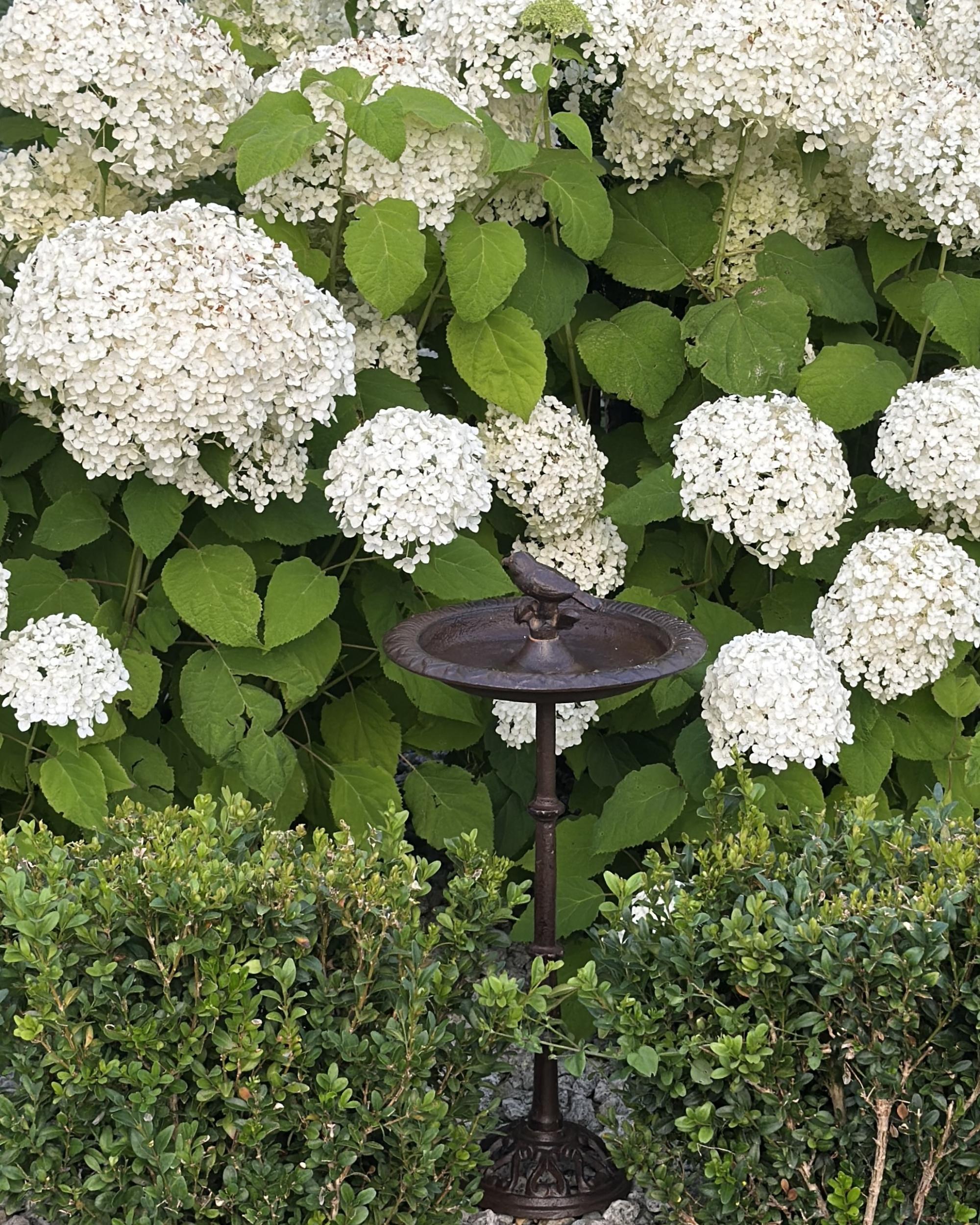 Vogelbad SWALLOW Bruin