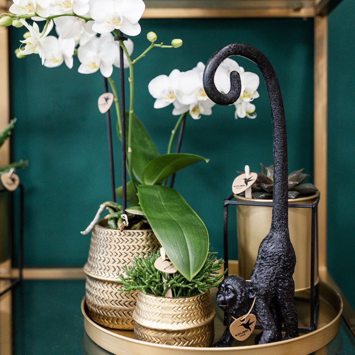 Plante d'intérieur - duo orchidée phalaenopsis blanche et crassula ovata et leurs caches-pots en céramique doré 35cm