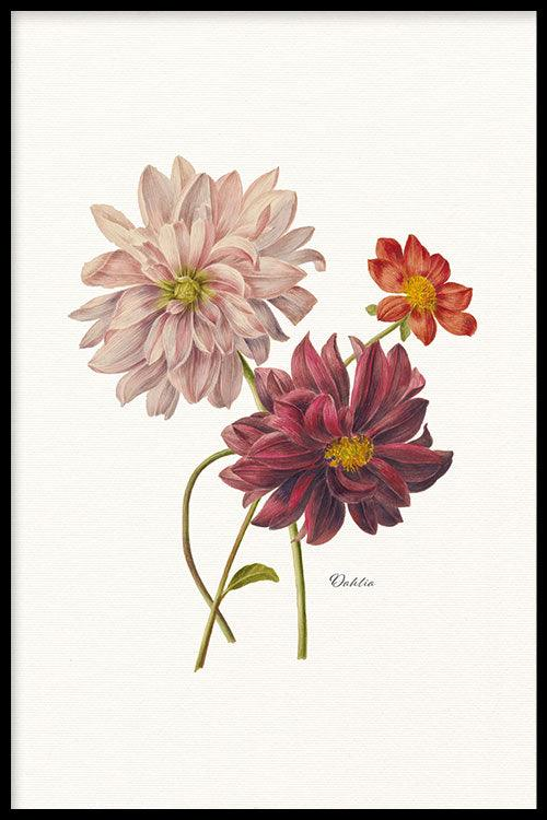 Walljar poster ingelijst - Dahlia Poster ingelijst - 50 x 70 cm