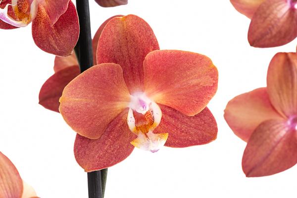 Schmetterlingsorchidee - Phalaenopsis