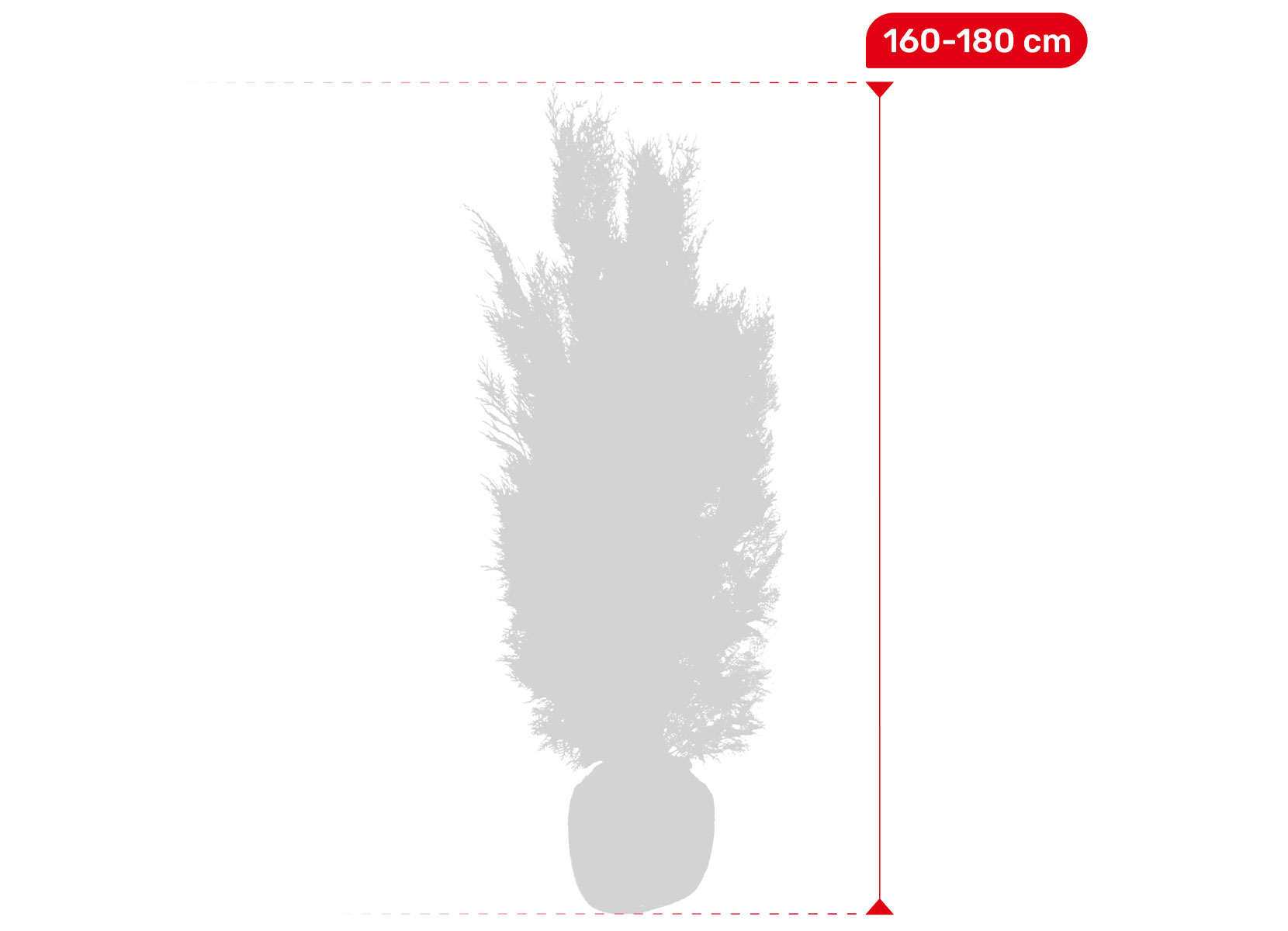 Scheinzypresse Heckenpflanze Chamaecyparis lawsoniana Columnaris 160-180cm