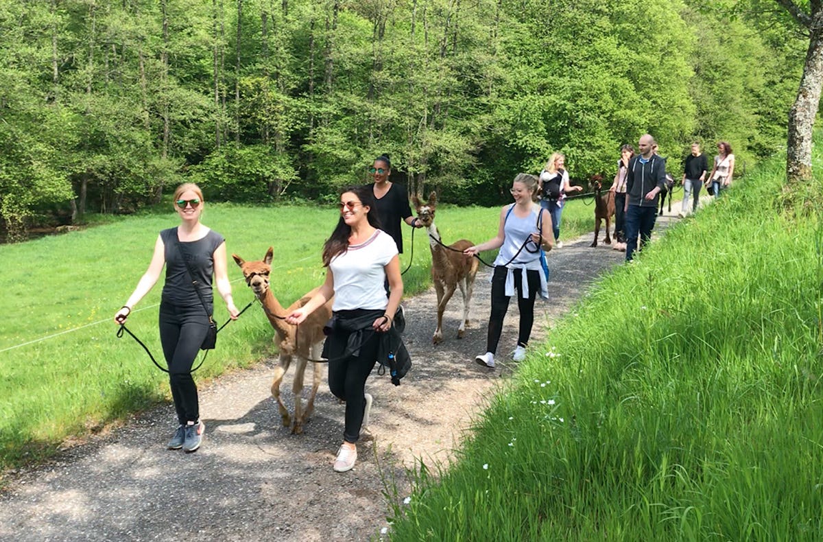 Alpaka Wanderung für 2 Neckar-Odenwald-Kreis