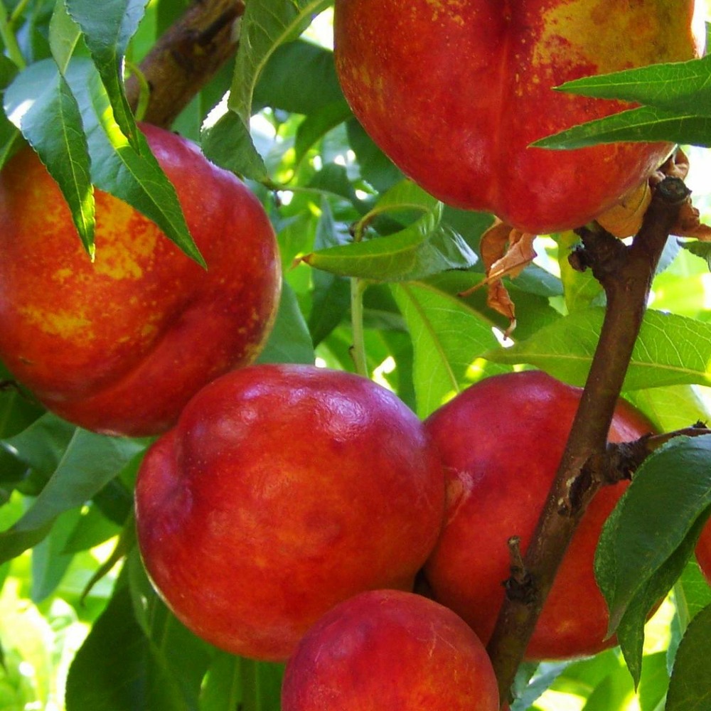 Brugnon persica fantasia/prunus persica 'fantasia'[-]pot de 10l - gobelet 2 ans