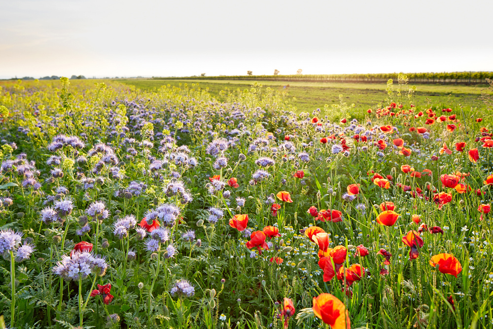 Akustikbild BLUMENWIESE 80x120cm, 7kg