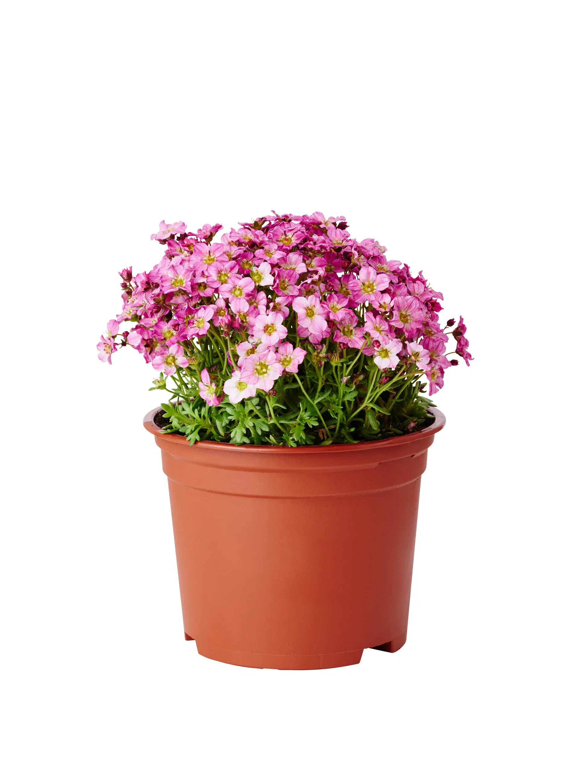 Saxifraga x arendsii Hagesildre miks Ø17 cm