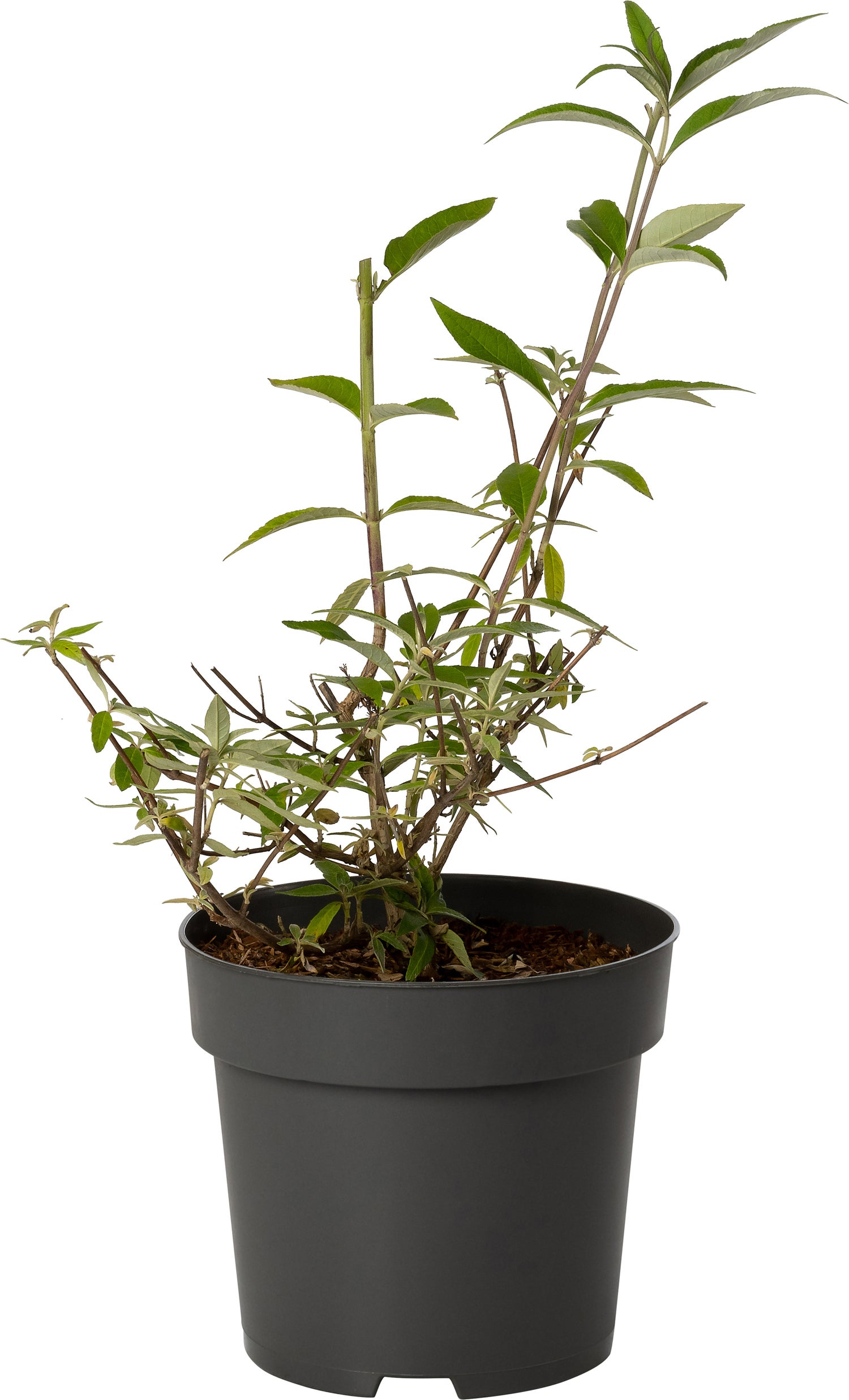 Vlinderstruik (Buddleja davidii 'Black Knight') D 23 H 25 cm