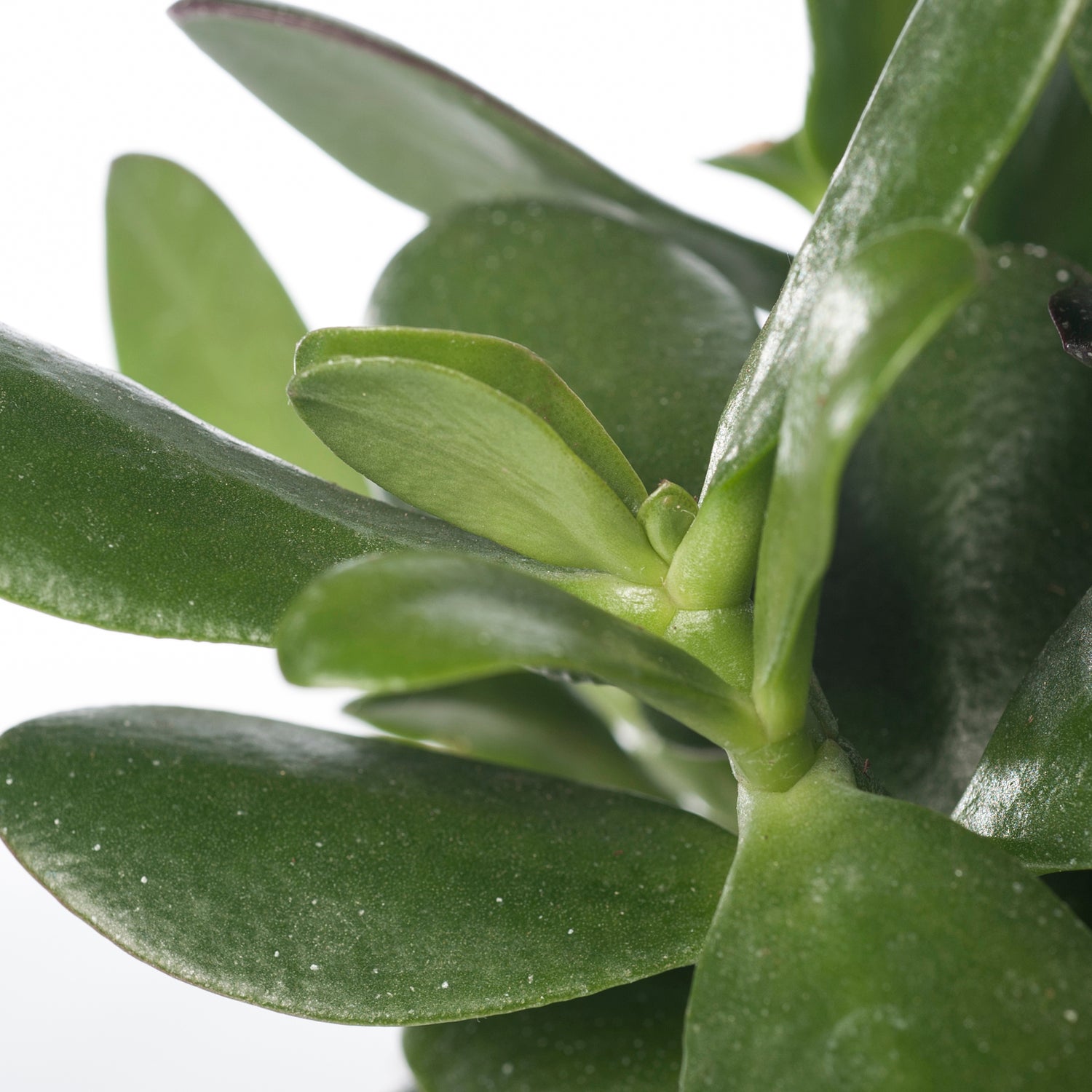 Crassula (Crassula 'Magical Tree') D 12 H 18 cm