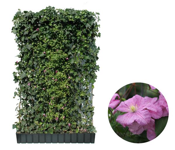 Hecke am laufenden Meter® Color - Efeu mit