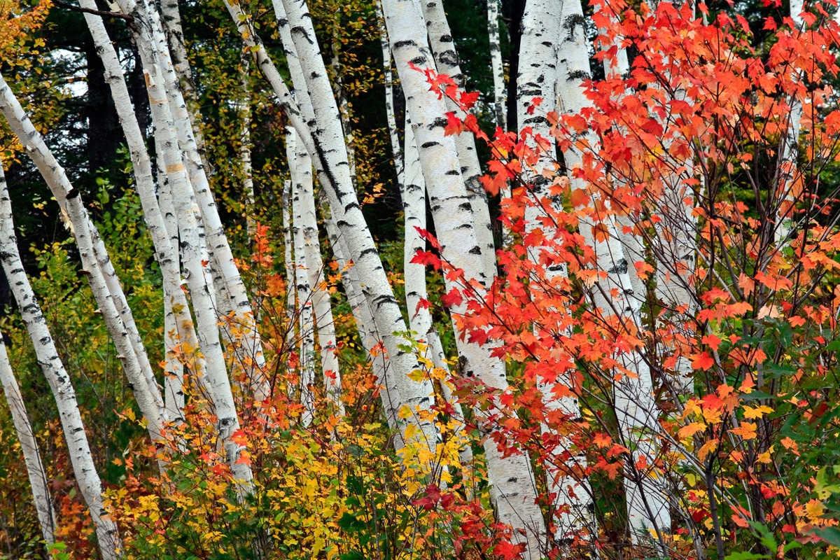 Papermoon Fototapete »Herbst Birkenwald«