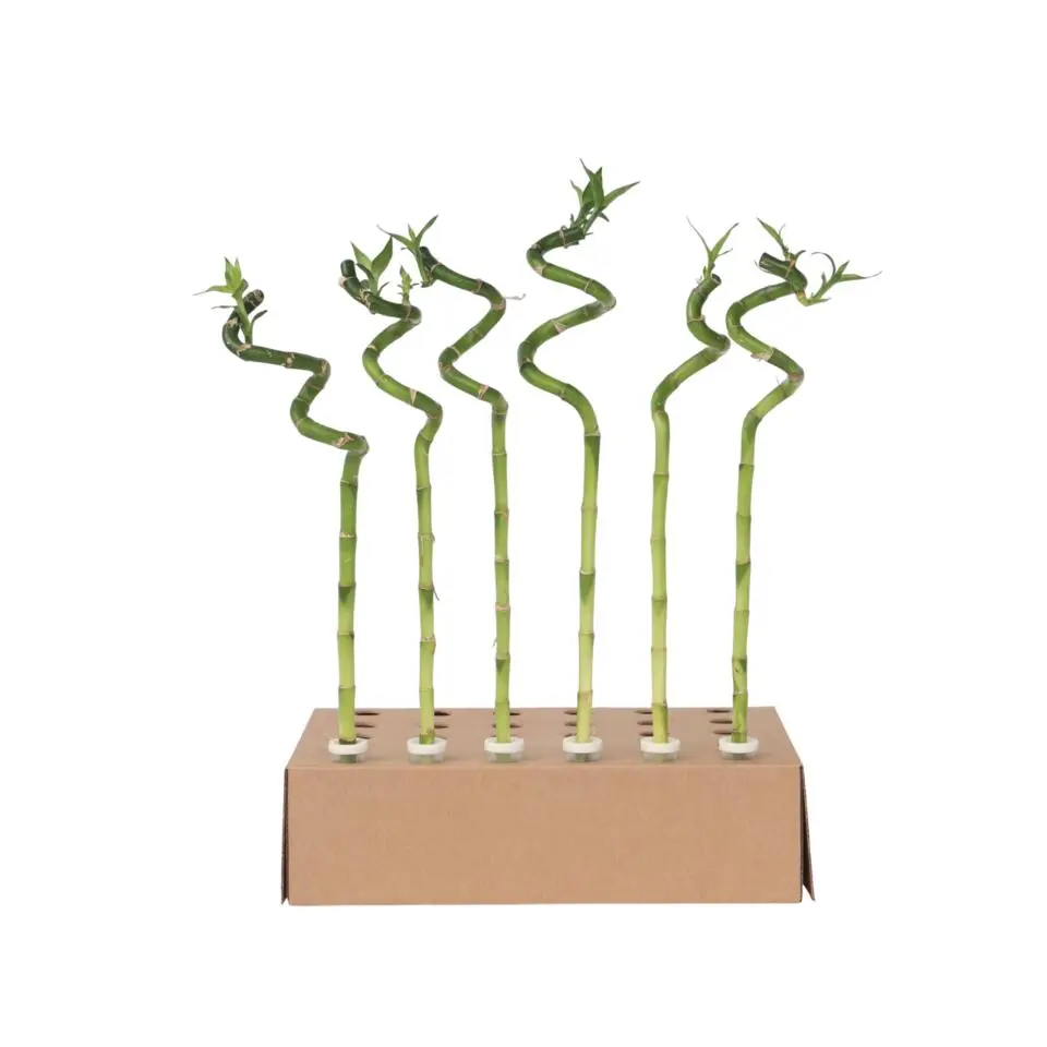 Geluksbamboe - Set van 6 - Dracaena sanderiana - Hoogte 40-50cm - ⌀2cm