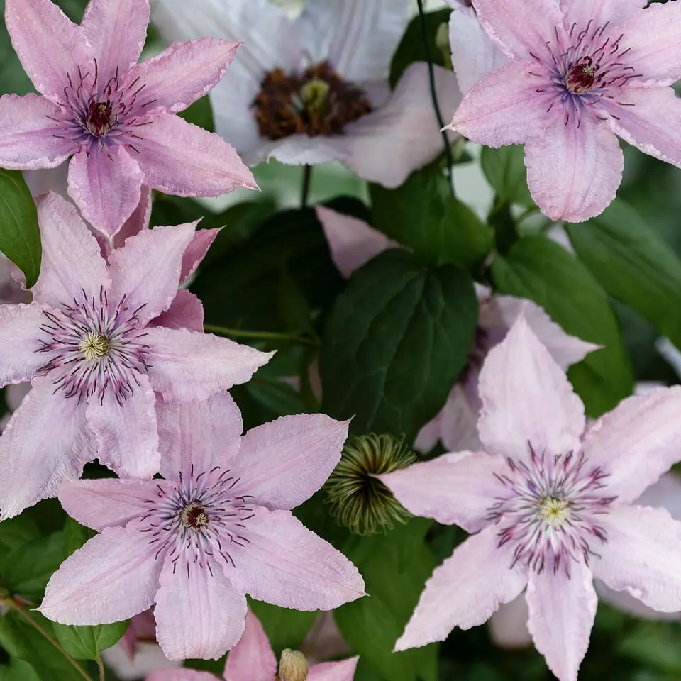 Bosrank - 2 stuks - Clematis 'Hagley Hybrid' - Hoogte 100-120cm - ⌀17cm