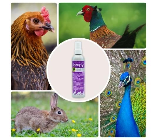 Finca Casarejo Sprayac combate a micose e a sarna em coelhos e galinhas.