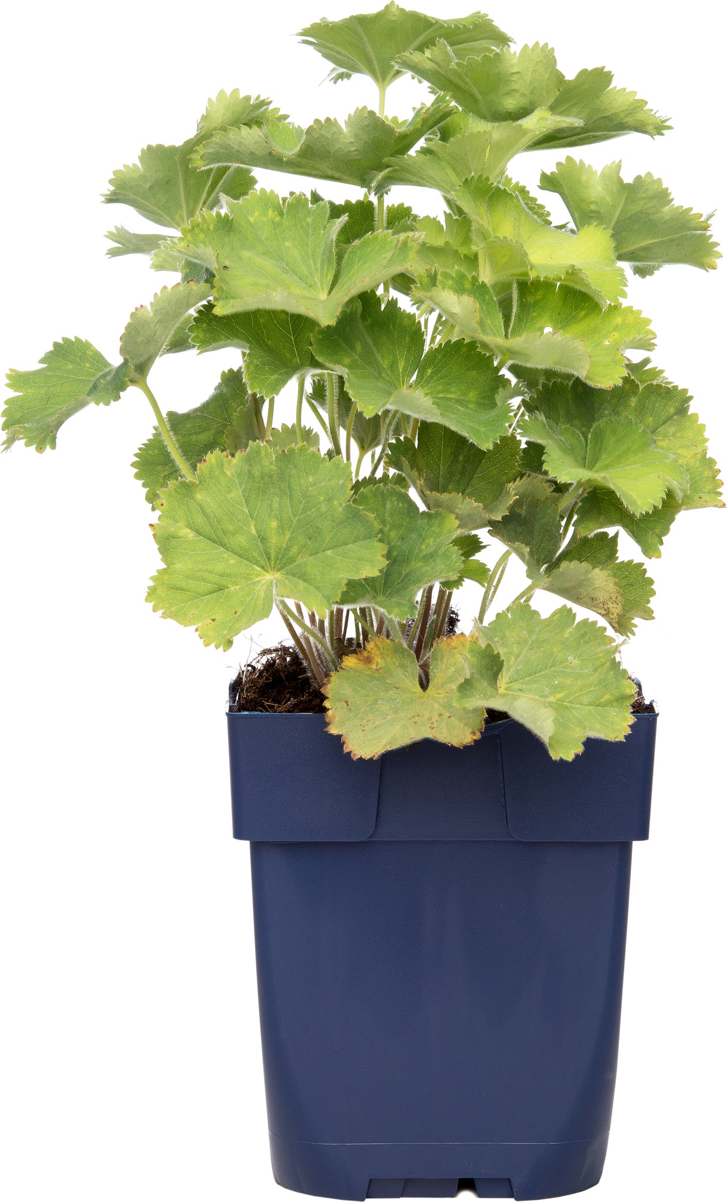 Vrouwenmantel (Alchemilla mollis) D 11 H 10 cm