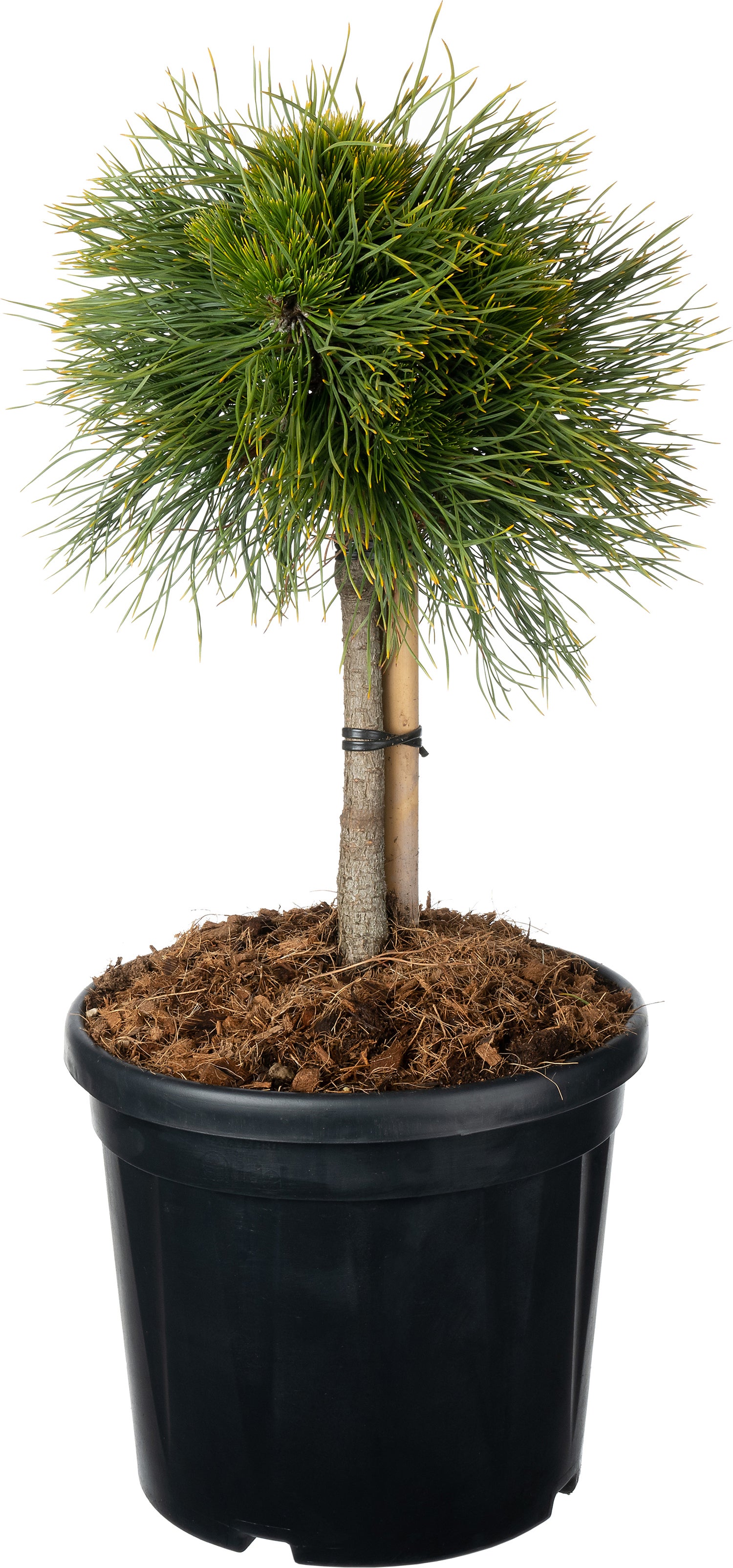 Bergden (Pinus mugo 'Varella') D 29 H 65 cm