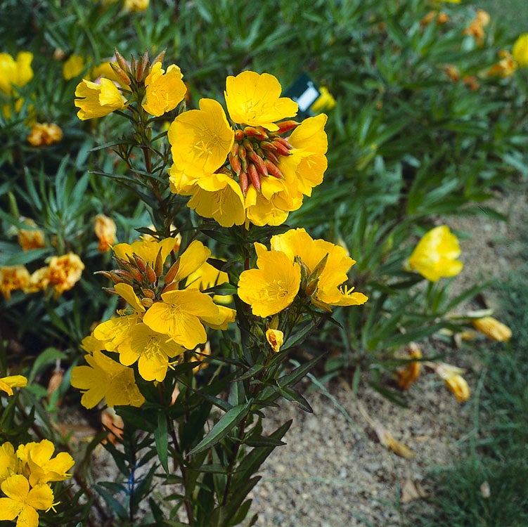 Teunisbloem (Oenothera fruticosa) D 9 H 10 cm
