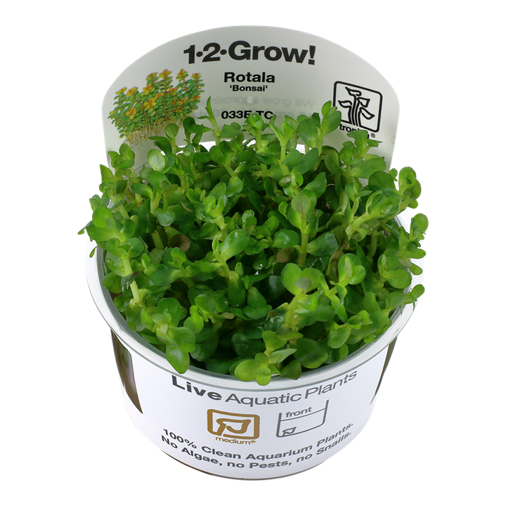 Waterplant Rotala Indica Bonsai