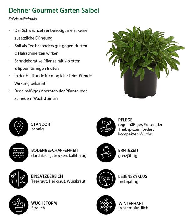 Dehner Gourmet Garten Salbei