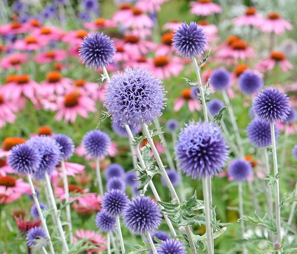 Bio Kugeldistel