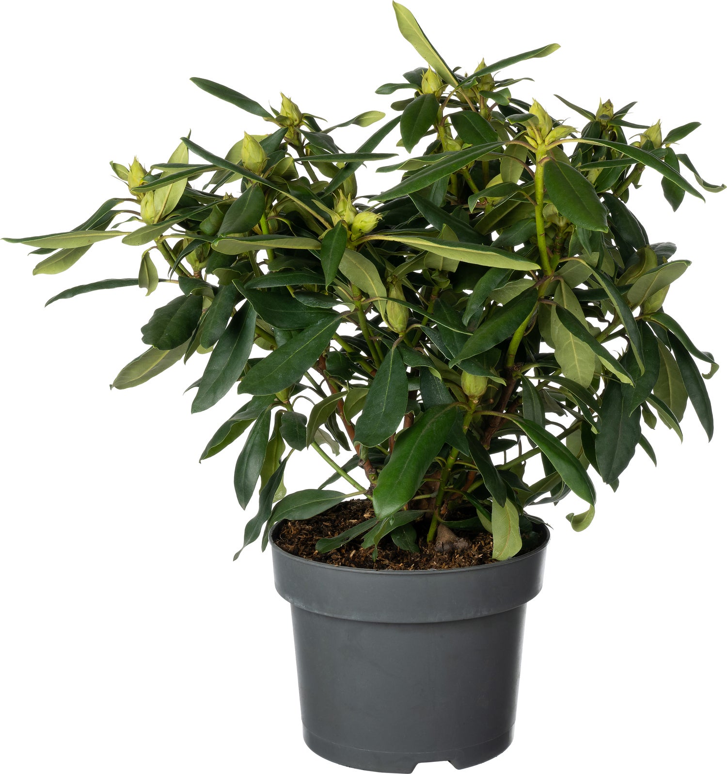 Rhododendron (Rhododendron 'Marcel Menard') D 23 H 40 cm