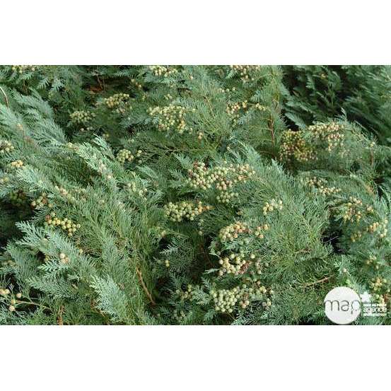 Chamaecyparis Lawsoniana 'Minima Glauca' : H. 25/30 cm, pot 4L