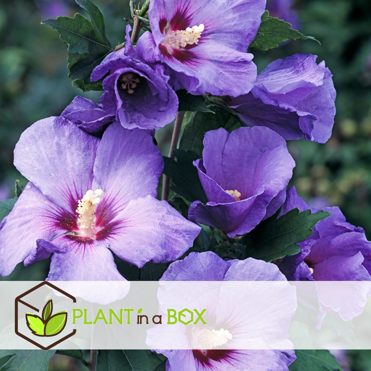 Hibiscus syriacus - 'oiseau blue' - lot de 2 - pot 17cm - hauteur 25-40cm