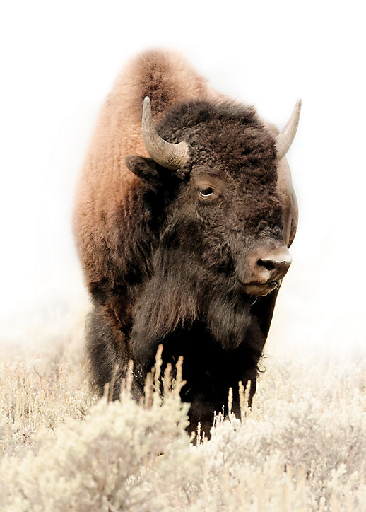 Toile bison marron, naturel Dada Art l.50 x H.70 cm