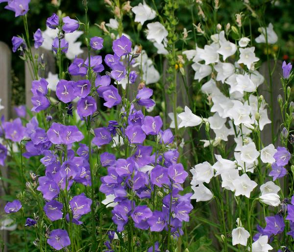 Glockenblume 'Takion', verschiedene Farben