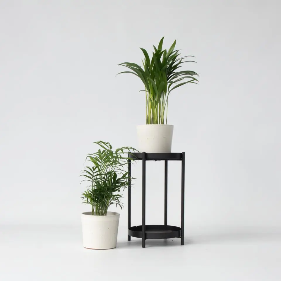 Kleine kamerpalmen - Set van 2 - Dypsis, Chamaedorea - Hoogte 25-40cm - ⌀12cm