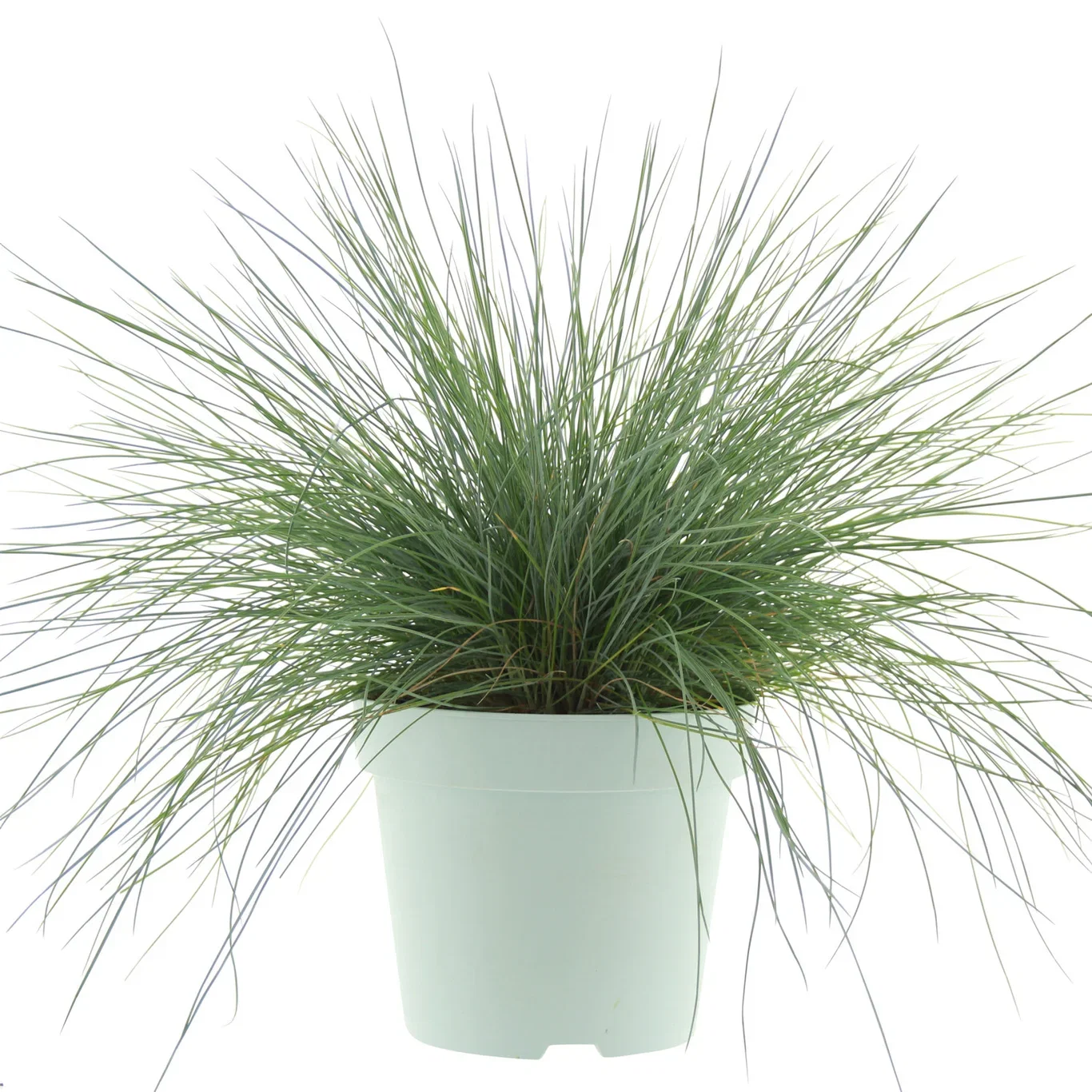 Festuca glauca 'Intense Blue' Blåsvingel 'Intense Blue' Ø17 cm