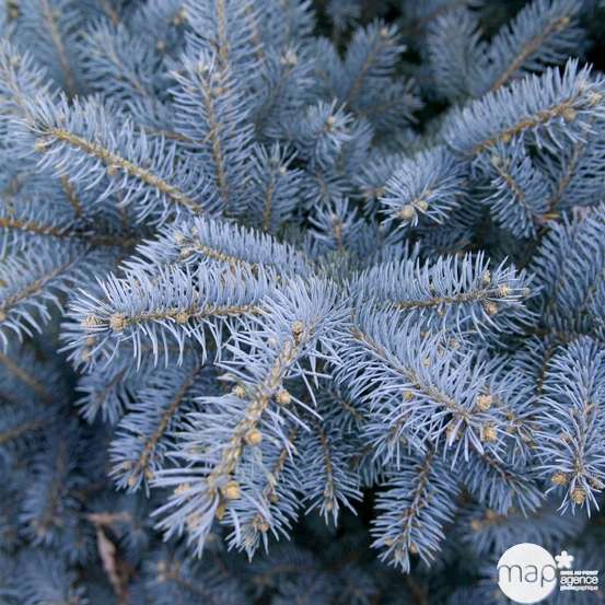 Epicéa du Colorado ( Picea pungens) 'Glauca Globosa' 20/30 : pot 3L