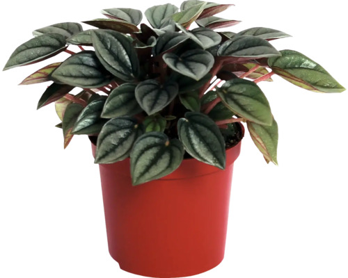 Peperomia, Dwergpeper FloraSelf Peperomia 'Napoli Nights' H ca. 15 cm Ø 10,5 cm pot