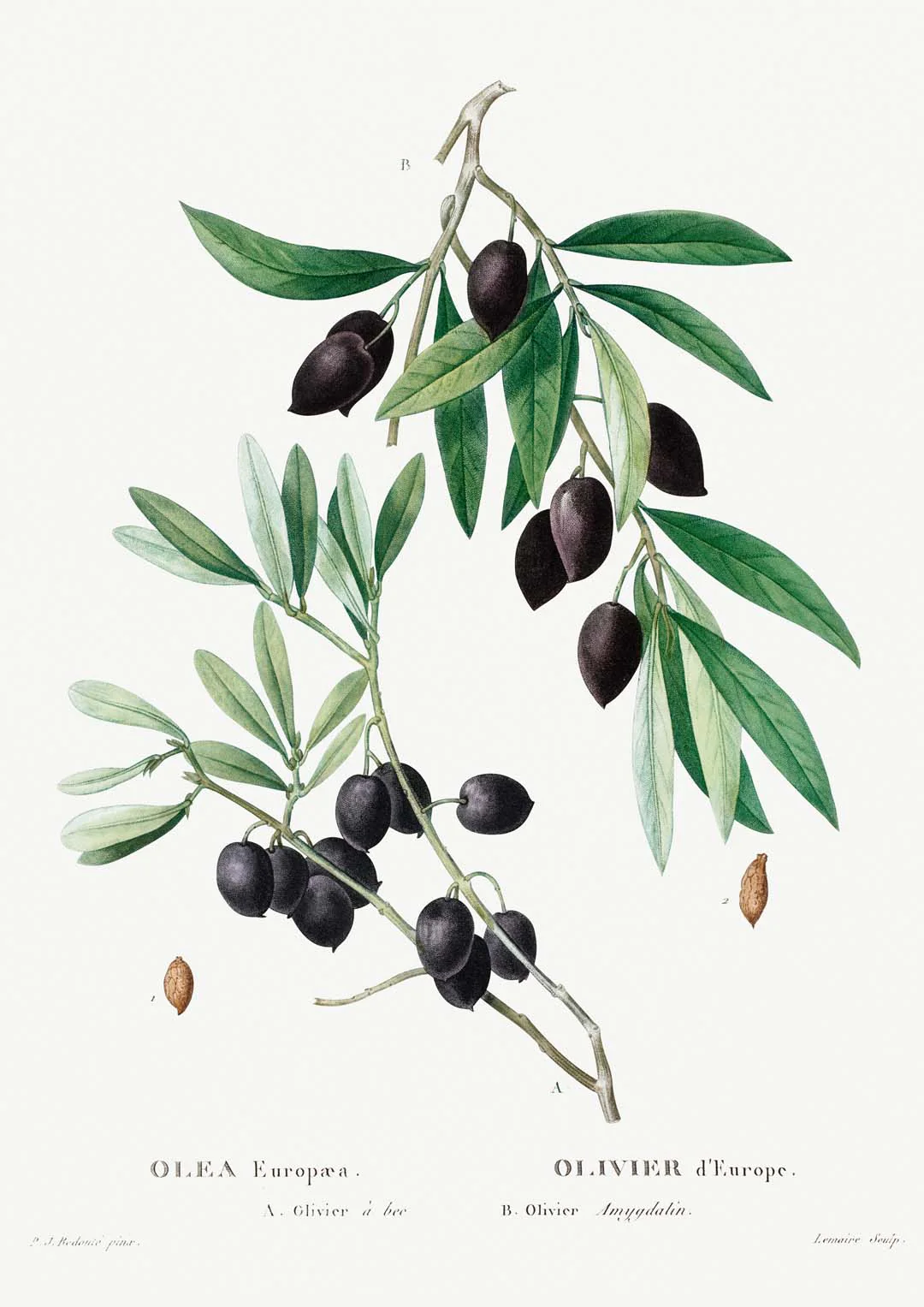 Olivenbaum
