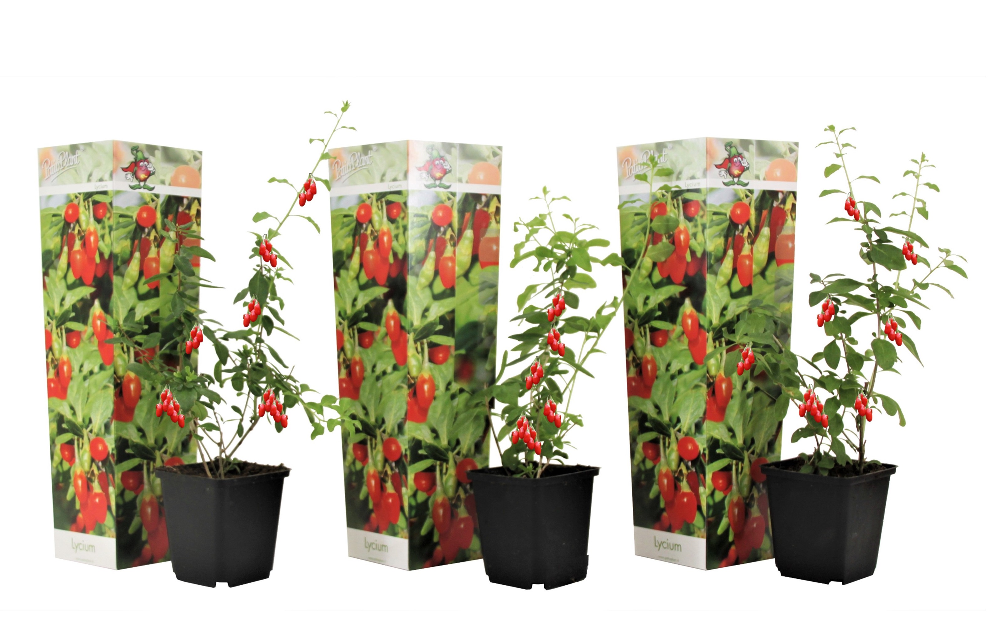 Lycium barbarum - set de 3 - plantes de goji - pot 9cm - hauteur 25-40cm
