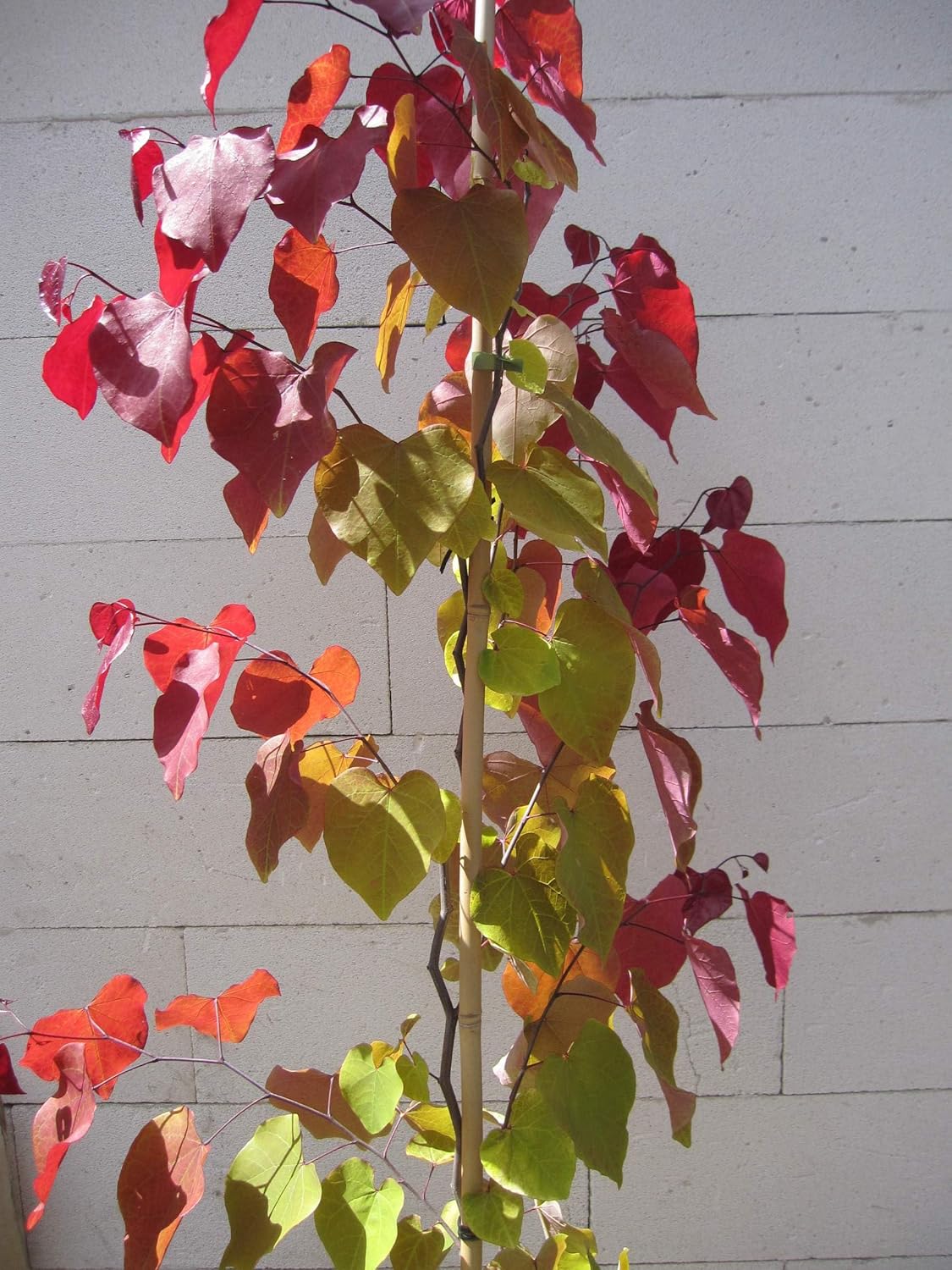 Cercis canadensis Eternal Flame - Kanadischer Judasbaum - 150-175cm