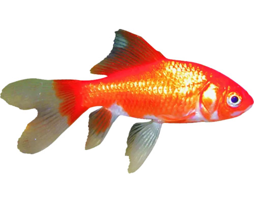 Kleine goudvis (4-7 cm) - Carassius auratus