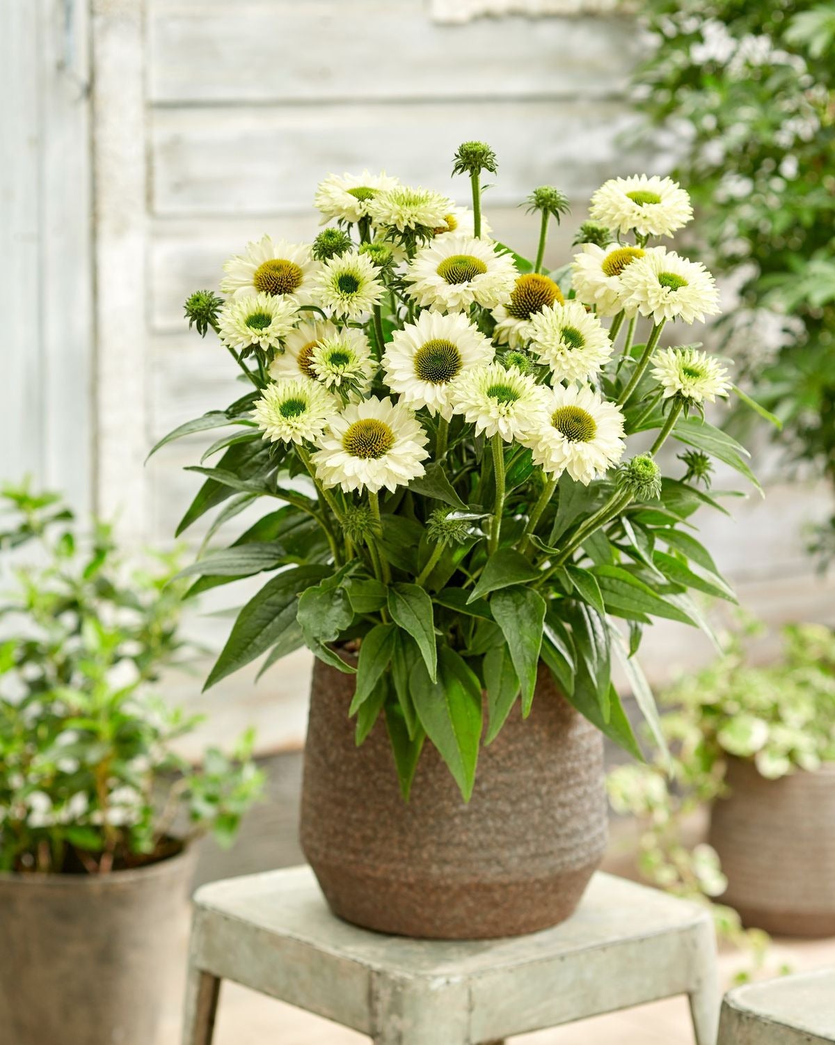 Zonnehoed (Echinacea purpurea 'SunSeekers White') D 17 H 30 cm