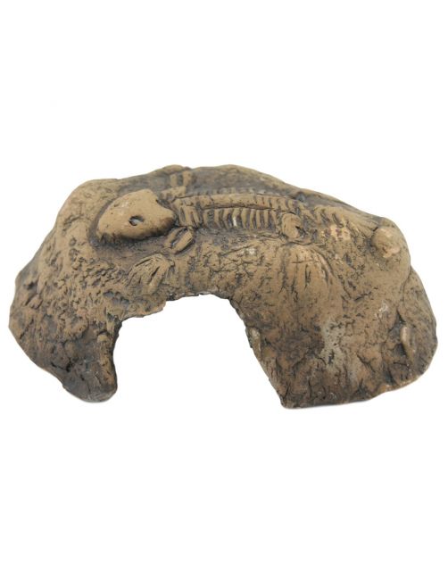 Ceramicnature Fossil Stone - Aquarium - Ornament - 14x13x6 cm Bruin S