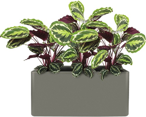 elho Pure Soft Brick Divider plantenbak, kunststof, 79x30x59 cm, antraciet, inclusief wielen