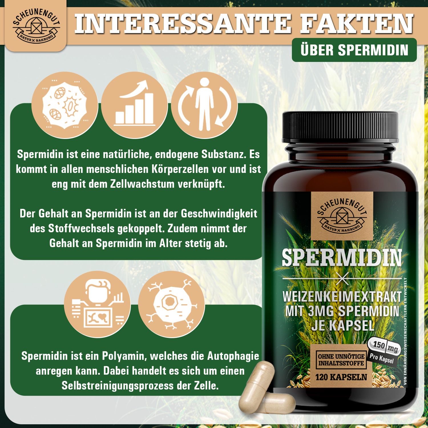 Scheunengut® Spermidin 3mg | Natürlich gewonnen aus Weizenkeimen