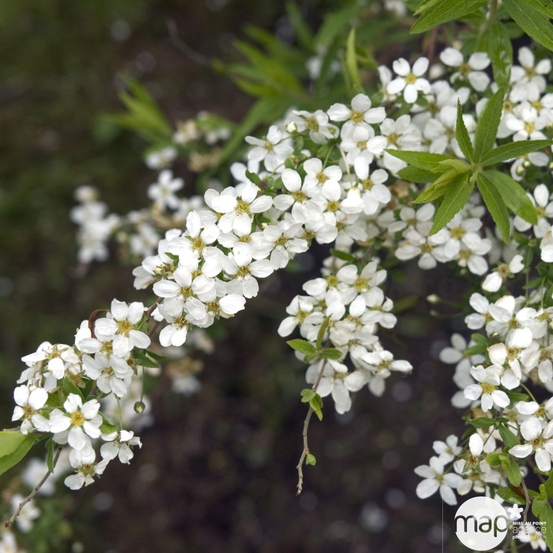 Spiraea thunbergii - pot 5L
