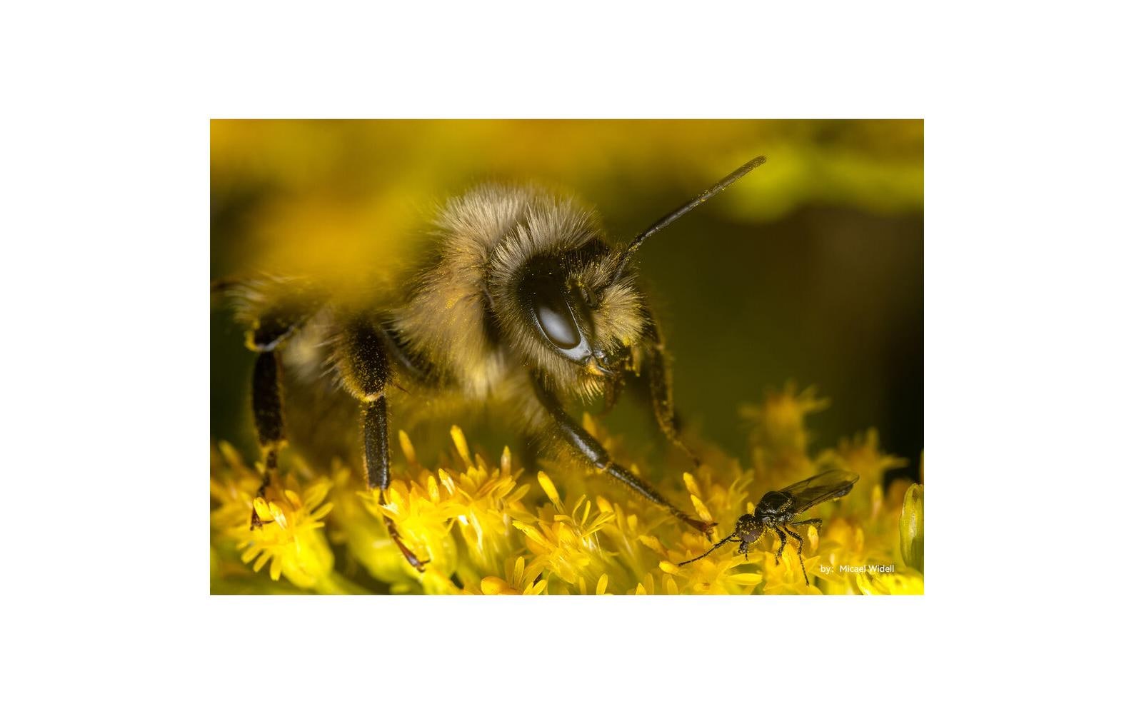 Festbrennweite 40mm F/2.8 – MFT<br>Schmales Festbrennweitenobjektiv mit fantastischem Bokeh