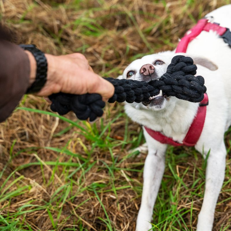 Jouet Os en corde Modern Living Papua pour chien