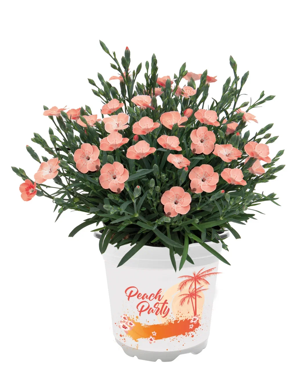 Dianthus caryophyllus 'Peach Party' 10,5 cm Hagenellik 'Peach Party' Ø10,5 cm