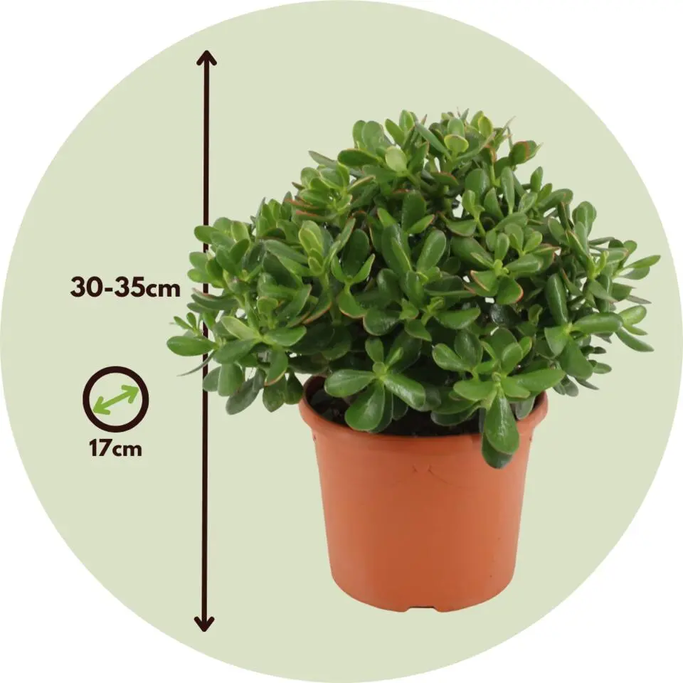 Jadeplant - Crassula ovata 'Minor' - Hoogte 30-35cm - ⌀17cm