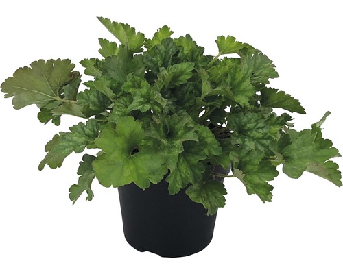 Coral Bells FloraSelf Heuchera x Hybridum Ø 12 cm pot willekeurige variëteitselectie
