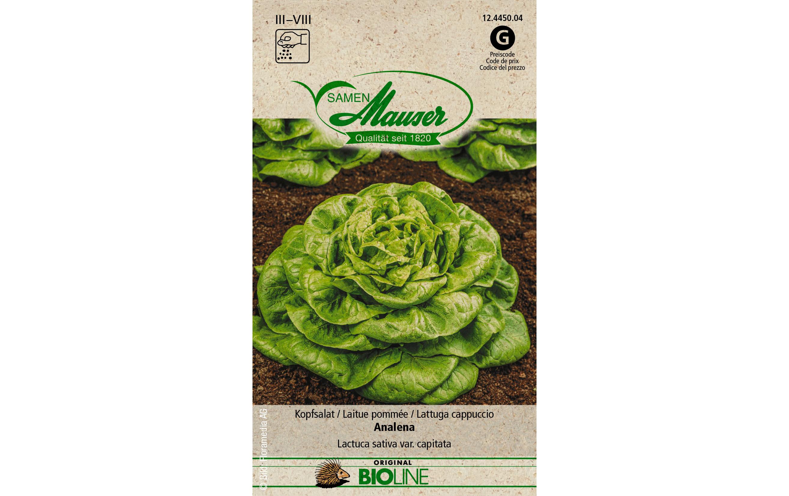 Samen BIO Kopfsalat AnalenaGemüsesamen